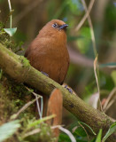 rufous wren <br> chochn rufo <br> Cinnycerthia unirufa