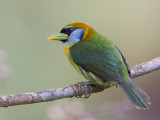 red-headed barbet <br> cabezn cabecirrojo <br> Eubucco bourcierii