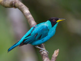 green honeycreeper (m.) <br> Chlorophanes spiza