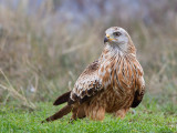 red kite <br> milano real <br> Milvus milvus