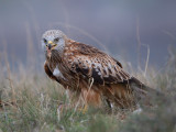 red kite <br> milano real <br> Milvus milvus