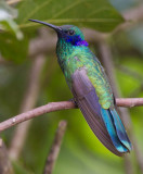 sparkling violetear <br> colibr rutilante <br> Colibri coruscans