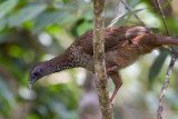 speckled chachalaca <br> guaraca manchada <br> Ortalis guttata