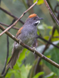 dark-breasted spinetail <br> Synallaxis albigularis