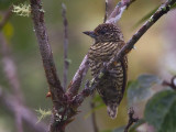 Lafresnayes piculet <br> Picumnus lafresnayi