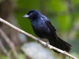 white-lined tanager <br> Tachyphonus rufus