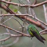 sword-billed hummingbird <br> Ensifera ensifera