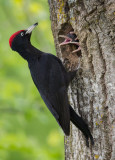 black woodpecker <br> zwarte specht (NL) svartspett (N) <br> Dryocopus martius