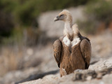 griffon vulture <br> buitre leonado <br> Gyps fulvus