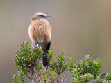 brown-backed chat-tyrant <br> Ochthoeca fumicolor