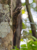 black-banded woodcreeper<br><i>(Dendrocolaptes picumnus)</i>