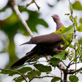 ruddy pigeon<br><i>(Columba subvinacea)</i>