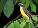 social flycatcher <br> Myiozetetes similis