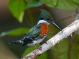 green kingfisher <br> Chloroceryle americana