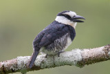 white-necked puffbird <br> Notharchus hyperrhynchus