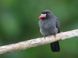 white-fronted nunbird <br> Monasa morphoeus