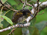 gilded barbet <br> Capito auratus