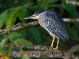 striated heron <br> Butorides striatus
