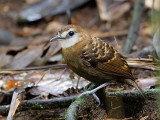 lunulated antbird (fem.) <br> Gymnopithys lunulata