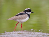 pied plover <br> Hoploxypterus cayanus