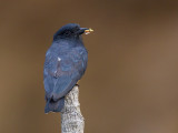 swallow-winged puffbird <br> Chelidoptera tenebrosa