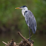 cocoi heron <br> Ardea cocoi