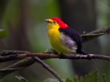 wire-tailed manakin<br><i>(Pipra filicauda)</i>