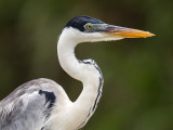cocoi heron <br> Ardea cocoi