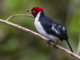 red-capped cardinal <br> Paroaria gularis 