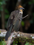 hoatzin <br> Opisthocomus hoazin