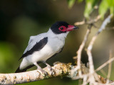 black-tailed tityra <br> Tityra cayana