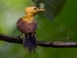 cream-colored woodpecker <br> Celeus flavus