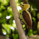 cream-colored woodpecker <br> Celeus flavus