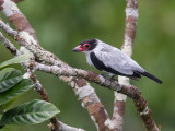 black-tailed tityra <br> Tityra cayana