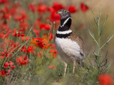 little bustard<br><i>(Tetrax tetrax)</i>