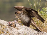 Bonellis eagle <br><i>(Hieraaetus fasciatus)</i>
