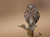 little owl <br> Athena noctua