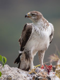 Bonellis eagle <br> Hieraaetus fasciatus