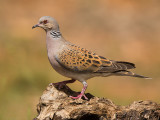 turtle dove <br> Streptopelia turtur