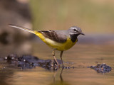 grey wagtail <br> Moticilla cinerea