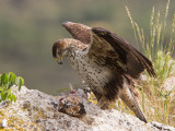 Bonellis eagle <br> Hieraaetus fasciatus