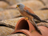 lesser kestrel <br> Falco naumanni