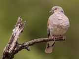 turtle dove <br> Streptopelia turtur