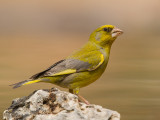 greenfinch <br> Carduelis chloris