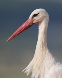 white stork <br> Ciconia ciconia