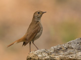 nightingale <br> Luscinia megarhynchos