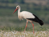 white stork <br> Ciconia ciconia