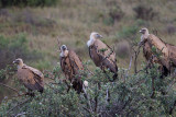 griffon vulture <br> buitre leonado <br> Gyps fulvus