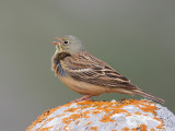 ortolan bunting <br> Emberiza hortulana