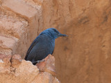blue rock-thrush <br> Monticola solitarius